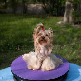 Mu - Yorkshire Terrier