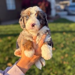 Abbey - Blue merle female Bernedoodle puppy in Sugarcreek, Ohio from Cuddly Companion Doodles
