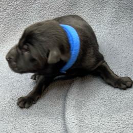 Boy 1 - Black and tan male German Shepherd puppy in Sharon Grove, Kentucky from Julie’s Shepherds
