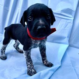 Red collar - Black roan male German Shorthaired Pointer puppy in Fremont, Nebraska from Weiland GSP's