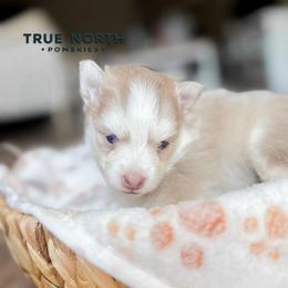 Athena - Lavender female Pomsky puppy in Olathe, Kansas from True North Pomskies