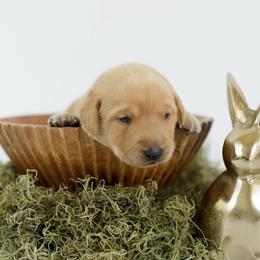 Rain - Yellow female Labrador Retriever puppy in Allons, Tennessee from UC Labradors LLC