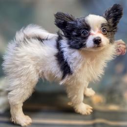 Jackson - Black and white male Companion Cross puppy in Davenport, Washington from Lovely Ladies and Little Asses Miniature Equines (L3A Pomeranians & Papillons)