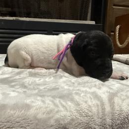 Pink purple - Black roan female German Shorthaired Pointer puppy in Huntington, Texas from B&B GSP’S