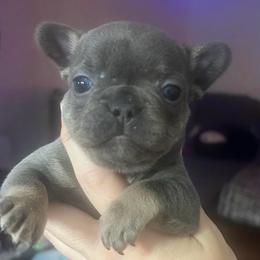 Lester Beetlejuice Green - Blue male French Bulldog puppy in New Castle, Delaware from Sasha’s Elite Kennel LLC
