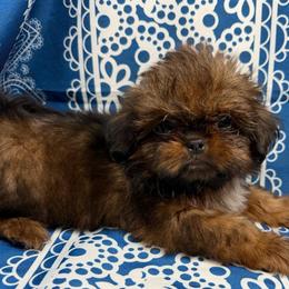 Sunburst - Red male Shih Tzu puppy in Russellville, Kentucky from The Patriot Tzu