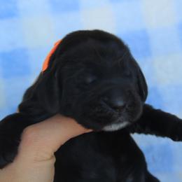 Orange Collar Black Boy - Black male English Cocker Spaniel puppy in Roseburg, Oregon from Coco Kennel