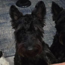 Ny - Scottish Terrier