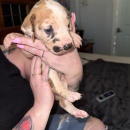 Black collar - Harlequin male Great Dane puppy in Loris, South Carolina from Days Danes