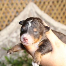 Boy 2 - male Australian Mountain Doodle puppy in Mississippi from Ewing Acres