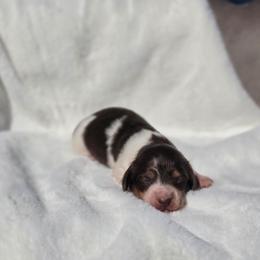 Mocha - Chocolate and tan female Dachshund puppy in Mcminnville, Tennessee from Red Barn Farms Minis