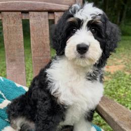 Jane - female Australian Mountain Doodle puppy in Mills River, North Carolina from Mills River Doodles