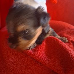 Tiny - Black and tan female Yorkshire Terrier puppy in Ocala, Florida from Yorkie  And Shih Tzu Love