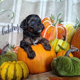 Boy 2 - male Yorkipoo puppy in Woodruff, Arizona from Desert Flower Breeders