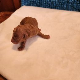 Meeko - Red  male Poodle puppy in San Tan Valley, Arizona from Desert Storm Poodles