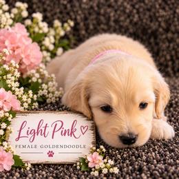 Goldendoodle Puppies from Aaryn Allman