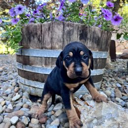 Guardian - Black male Catahoula Leopard Dog puppy in Washington from Coweeman Catahoulas