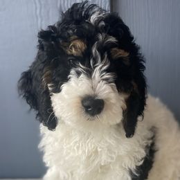 Boy 1 - Bernedoodle puppy in Lacey’s Spring, Alabama from Daisy's Doodles