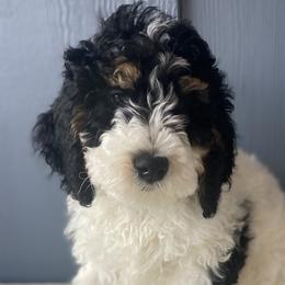 Boy 1 - Bernedoodle puppy in Lacey’s Spring, Alabama from Daisy's Doodles