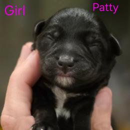 Patty - Black and white female Schnoodle puppy in Timmonsville, South Carolina from For the LOVE of Poodles, Doodles and Sheepdogs