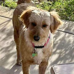 Daisy - Goldendoodle