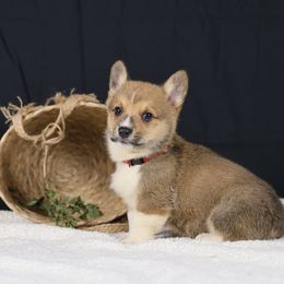 Pembroke Welsh Corgi and Poodle Puppies from Corgi Companions (license number 18998)