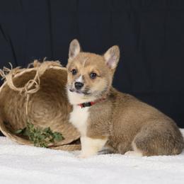 Pembroke Welsh Corgi and Poodle Puppies from Corgi Companions (license number 18998)