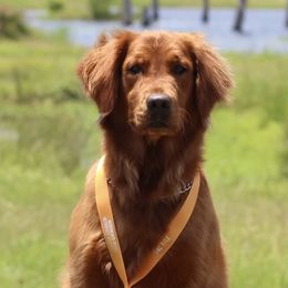 Golden Retrievers from GoldenRae Retrievers