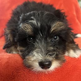 Peetie - Black tri-color male Aussiedoodle puppy in Lowville, New York from Adirondack Labradoodles