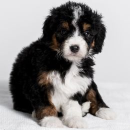 Sugar Plum - Tri-color female Bernedoodle puppy in Slc, Utah from Timp Doodles