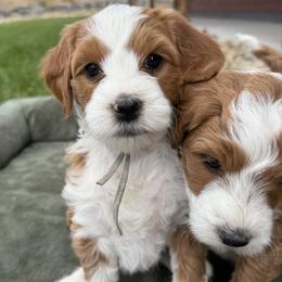 Sage - Red  female Goldendoodle puppy in Hines, Oregon from Switch Canyon Doodles