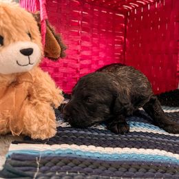 Goldendoodle Puppies from The Dood Effect