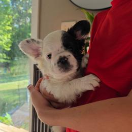 Harry Potter - Black and white male French Bulldog puppy in Franklinton, North Carolina from Sweet Carolina Kennel