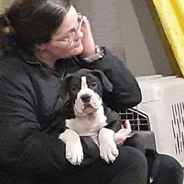 Alapaha Blue Blood Bulldog Puppies from Eclipse Alapaha Kennels