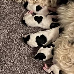 Miniature Schnauzer Puppies from A.R Miniature Schnauzers