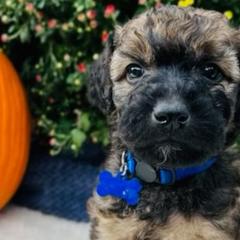 Boy 5 - Wheaten Whoodle puppy in Knoxville, Tennessee from Fleury Farm Doodles TN