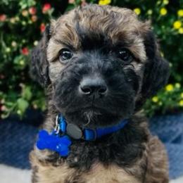Boy 5 - Wheaten Whoodle puppy in Knoxville, Tennessee from Fleury Farm Doodles TN
