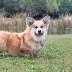 Swayze - Pembroke Welsh Corgi