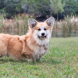 Swayze - Pembroke Welsh Corgi