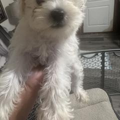 Miniature Schnauzer Puppies from Southern Charm Schnauzers