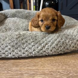 Barney - Ruby male Cavalier King Charles Spaniel puppy in Destin, Florida from Ruby’s Coastal Cavaliers