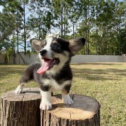 Ayla - Black and white female American Corgi puppy in Florida from Sunrise Corgis