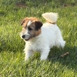 Russell Terrier puppies from Meadowaire Terriers