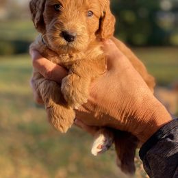Goldendoodle Puppies from Central Kentucky Goldendoodles