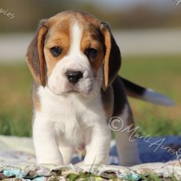 AKC 'Danny' - Black tan and white male Beagle puppy in Lamar, Missouri from Marti Acres ~ Boston Terrier & Beagles
