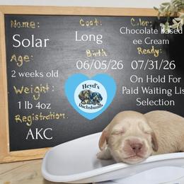 Solar - Cream male Dachshund puppy in Hoquiam, Washington from Heyd's Mini Dachshunds