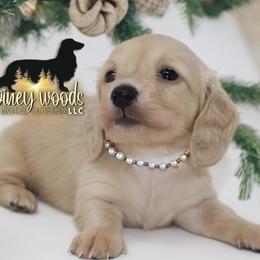 Dachshund Puppies from Piney Woods Miniature Dachshunds LLC