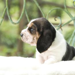 Georgia Peach - Black brown and white female Basset Hound puppy in Middle Ga 1.5 Hrs From Atlanta, Georgia from Mountain Ridge Basset Hounds
