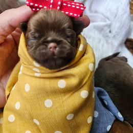Yellow girl - Brown female Brussels Griffon puppy in Welch, Minnesota from Baringer Brussels