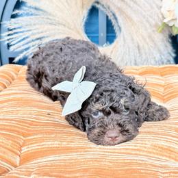 Jefferson - Chocolate male Australian Labradoodle puppy in Taylor, Michigan from Mi Best Doodle Ever, LLC